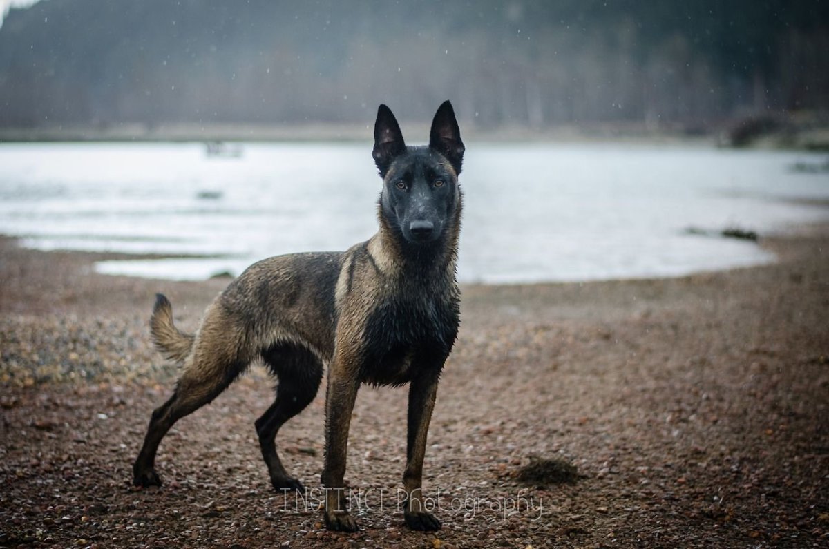 Порода Бельгийская овчарка