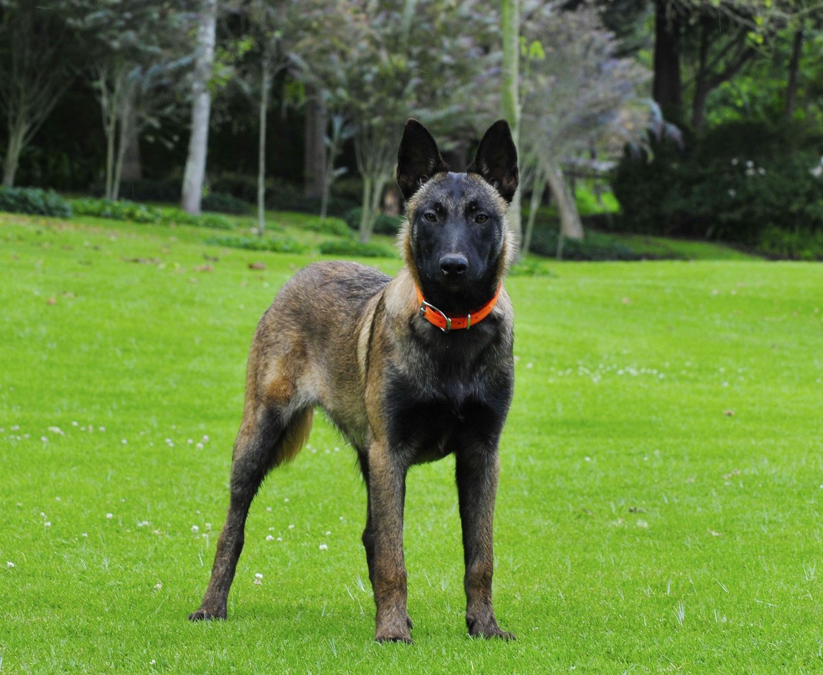 Бельгийская овчарка малинуа портрет