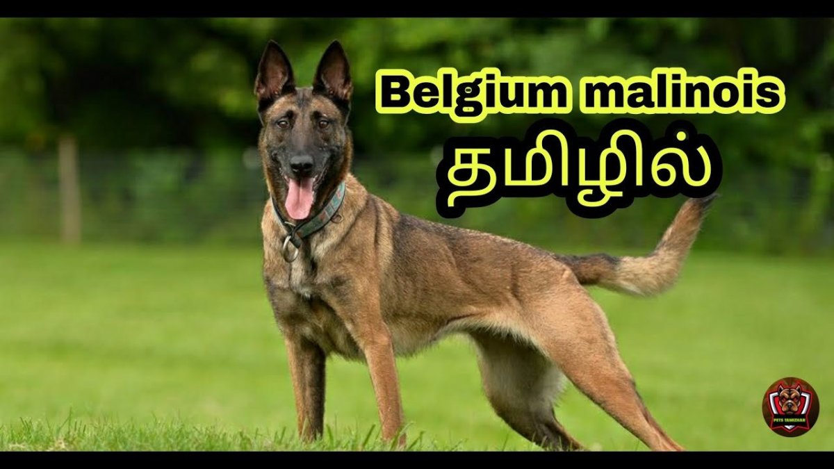 Порода собак Бельгийская овчарка малинуа