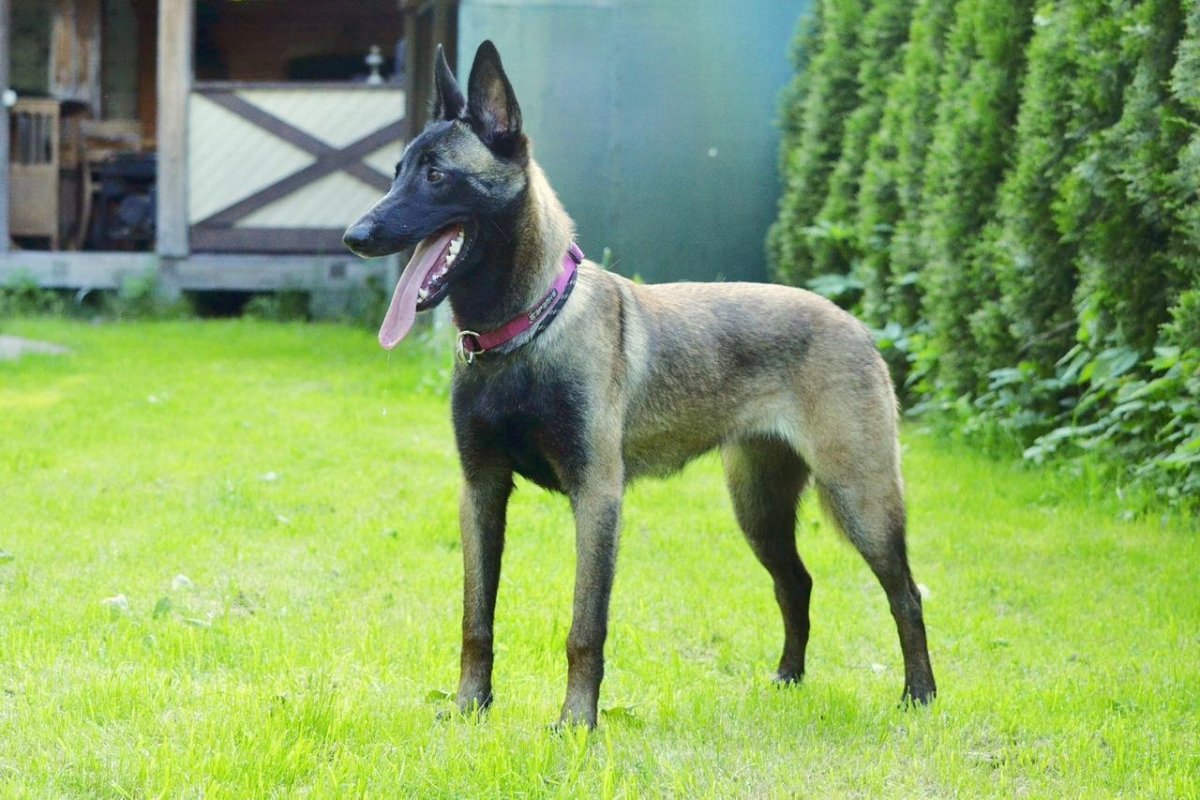 Бельгийская пастушья овчарка малинуа