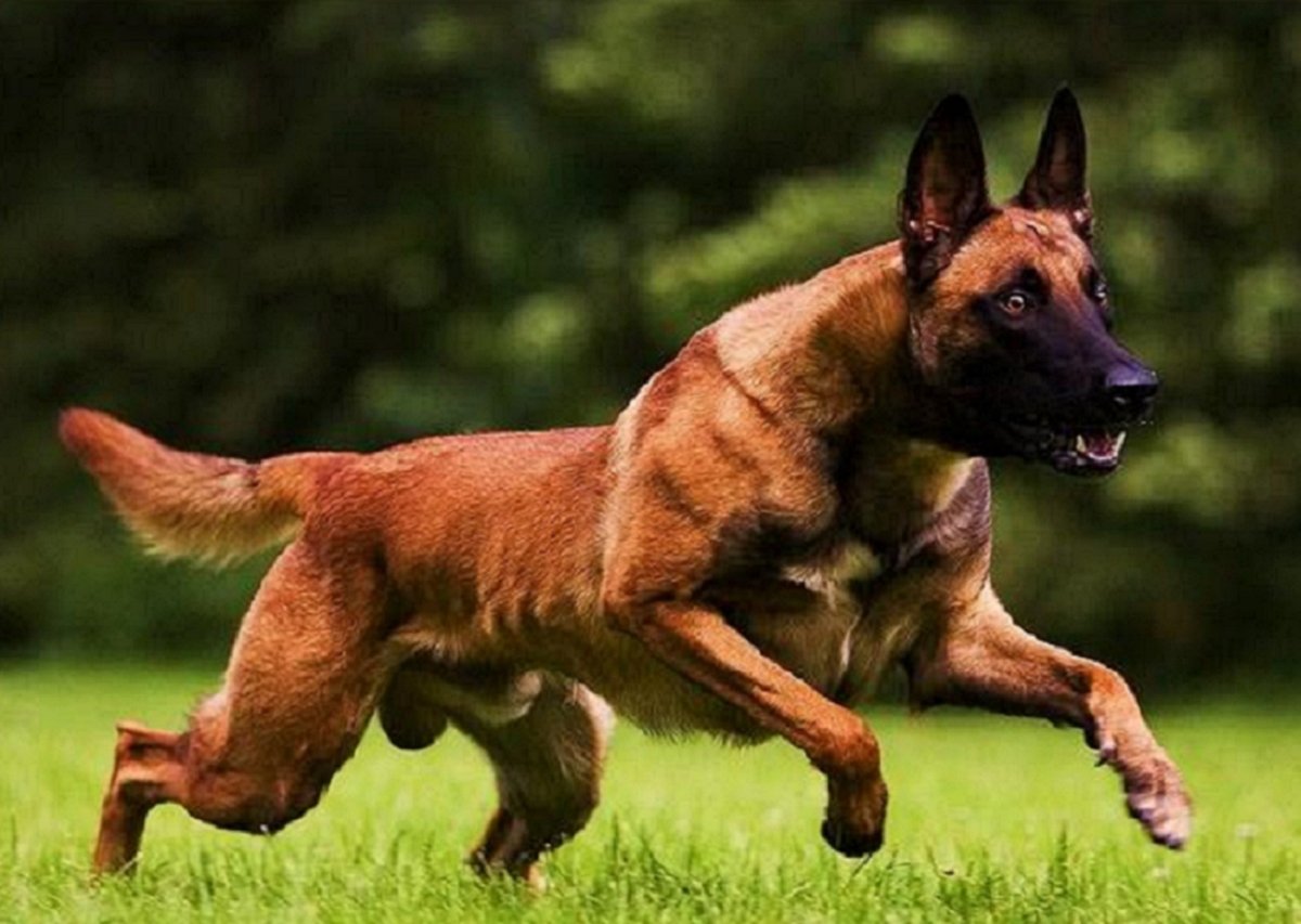 Бельгийскаяавчарка малениу