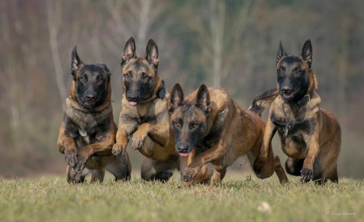 Карликовая Бельгийская овчарка