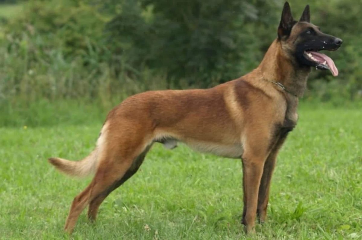 Малая Бельгийская овчарка