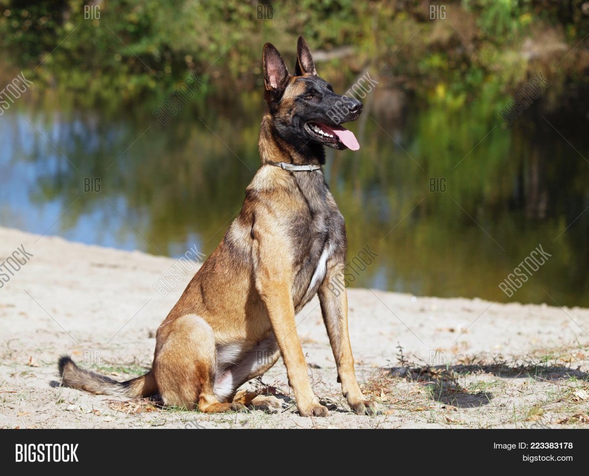 Belgian Shepherd Malinois
