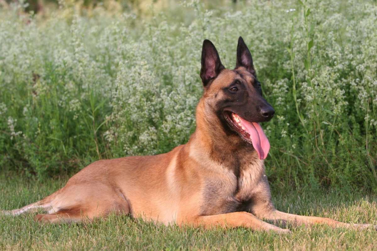 Чистокровная Бельгийская овчарка малинуа