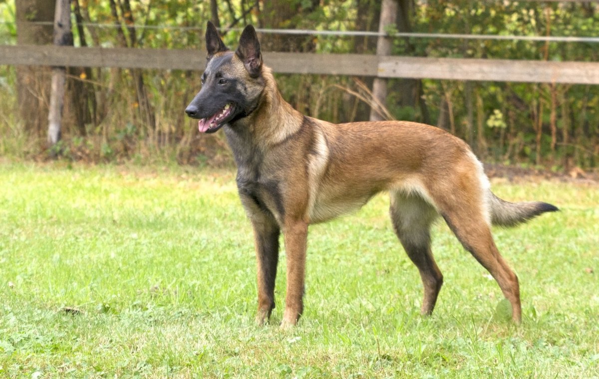 Малинуа лакенуа тервюрен грюнендаль