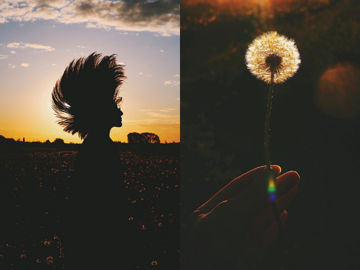 Одуванчик на закате