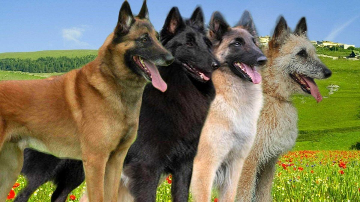 Бельгийская овчарка малинуа зубы