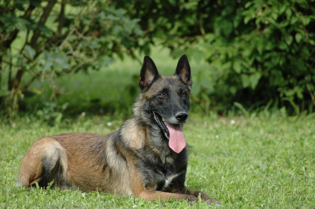 Австрийская овчарка малинуа