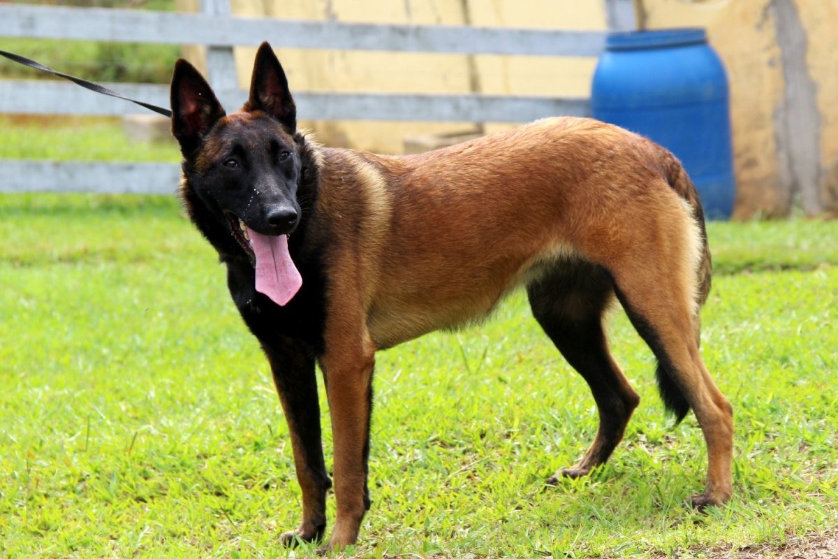 Сторожевые породы собак малинуа