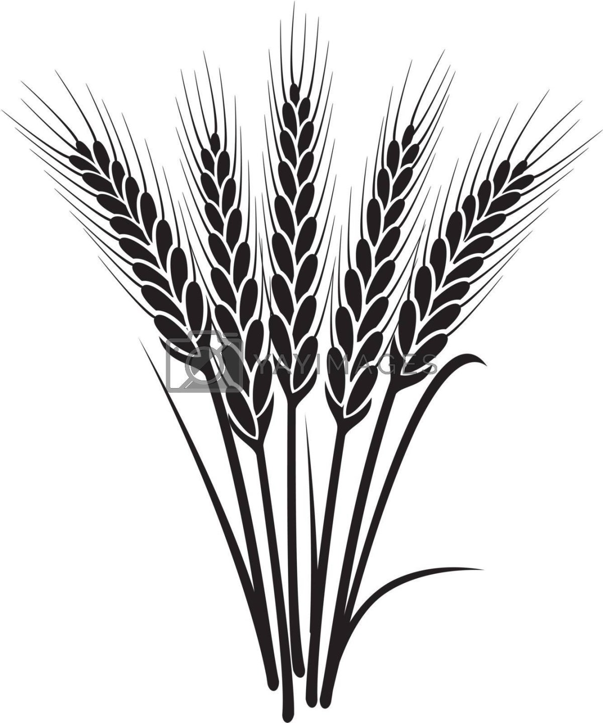 Сноп пшеницы вектор