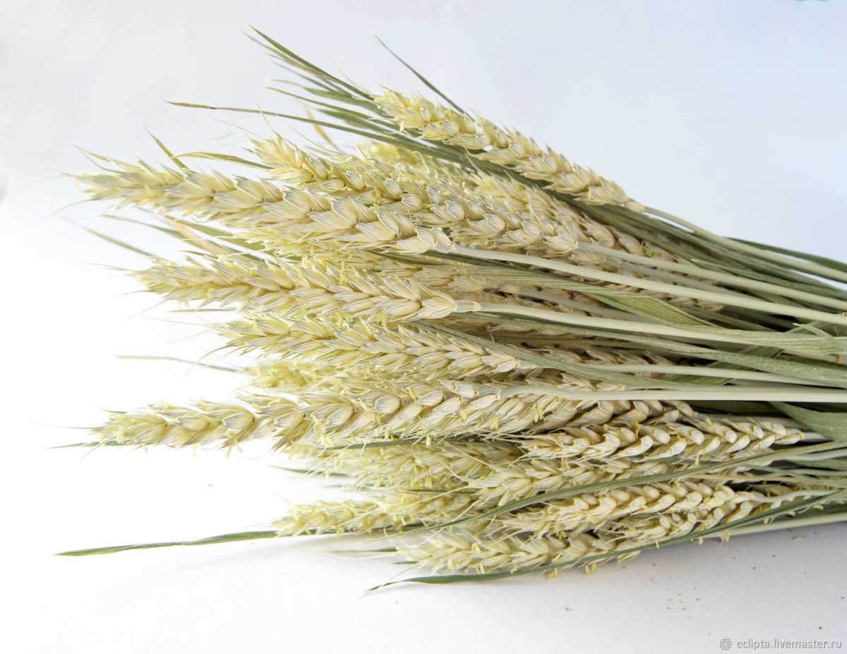 Сухоцветы колоски
