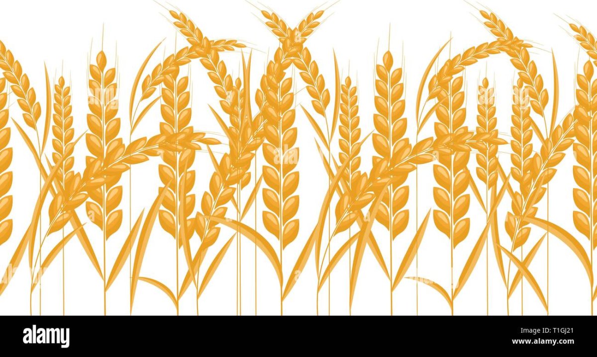 Узор из Колосков пшеницы