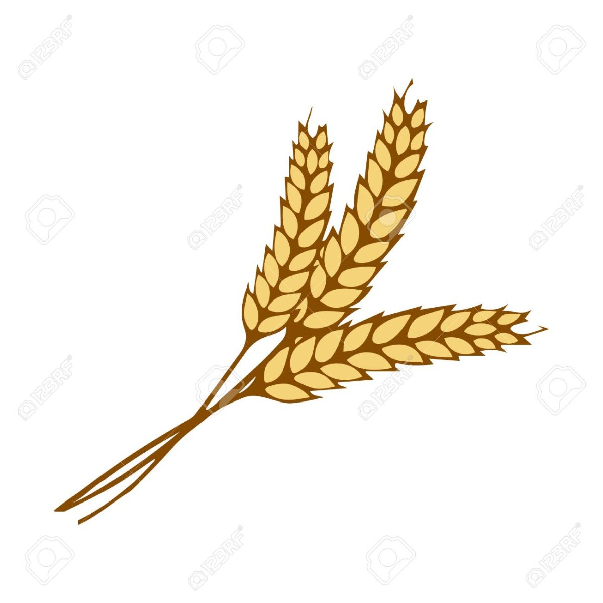 Колосок пшеницы