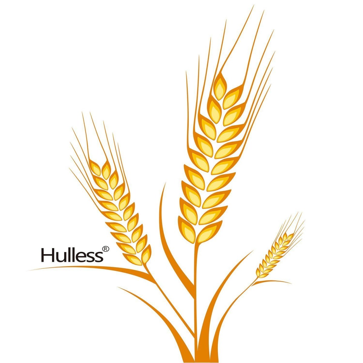 Рисование в средней группе колосок пшеницы