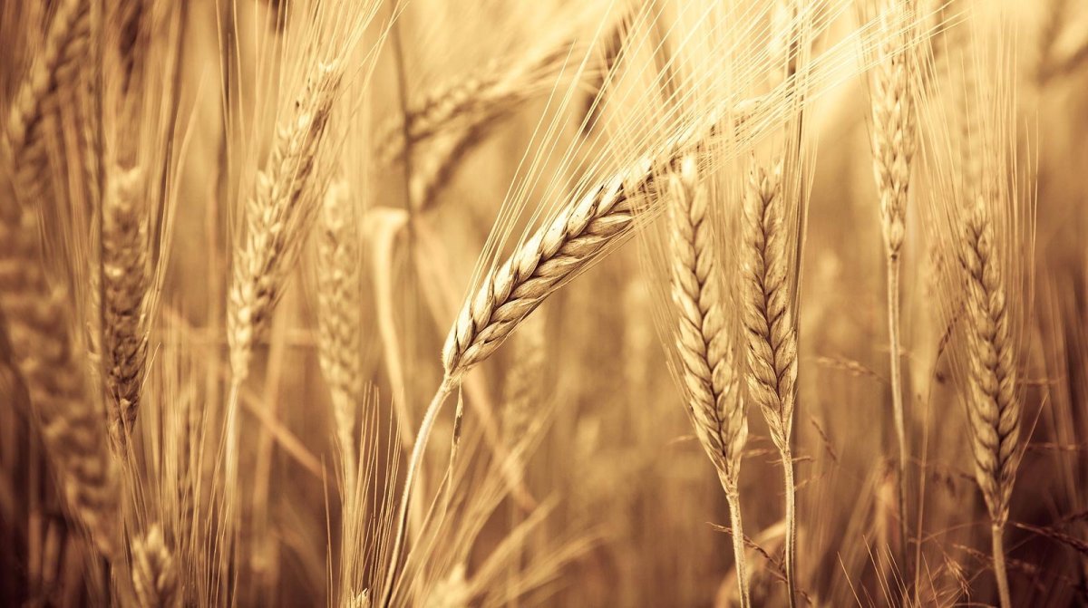 Гидролизованные протеины пшеницы