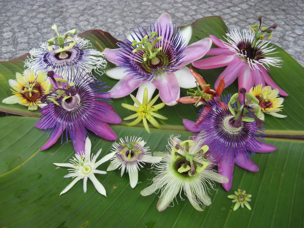 Пассифлора гусиные лапки
