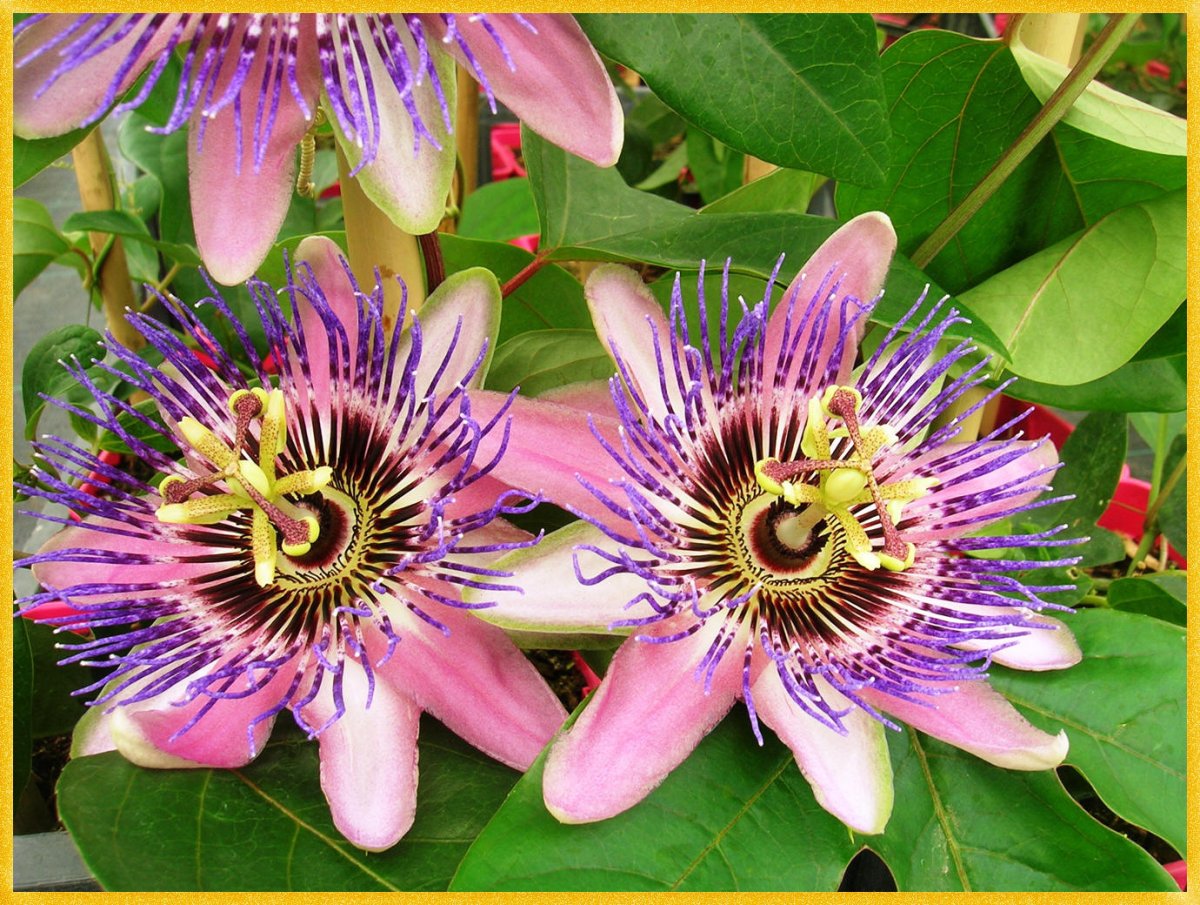 Страстоцвет Флора центральной Америки