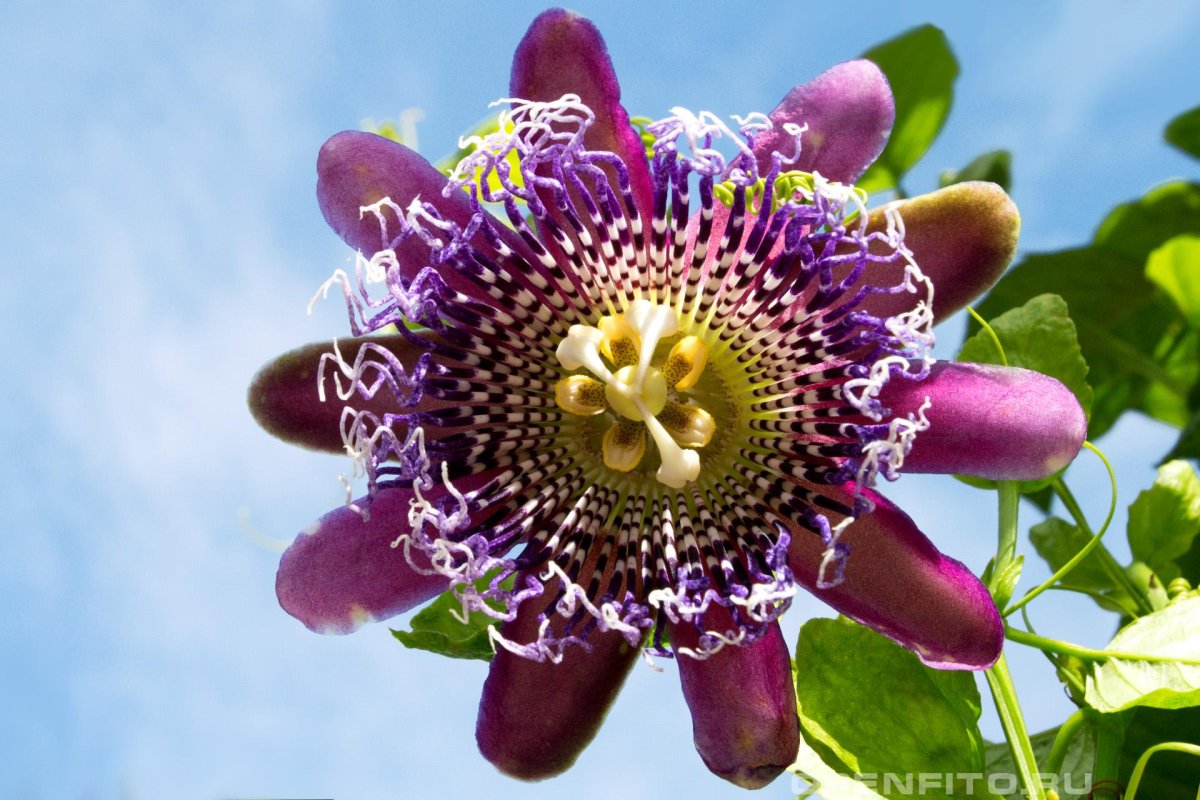 Страстоцвет пассифлора
