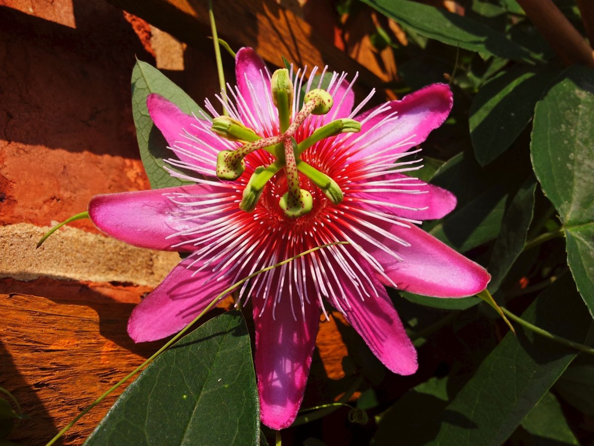 Пассифлора съедобная маэстро