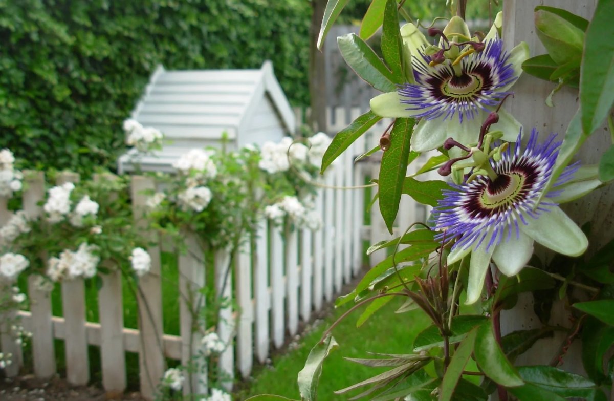Пассифлора на даче