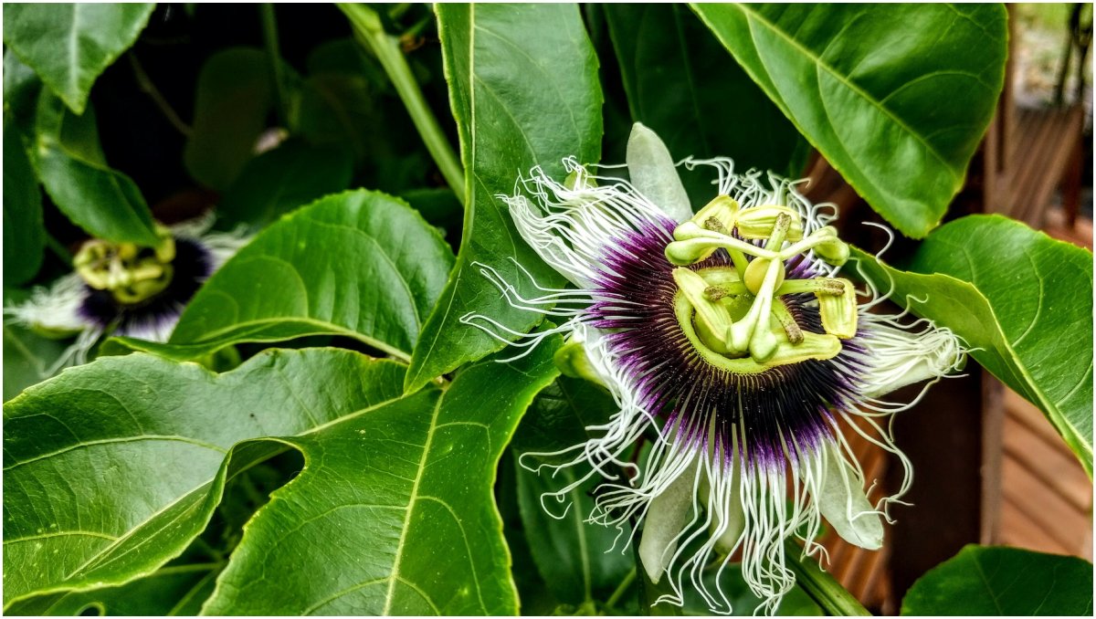 Маракуйя Эдулис