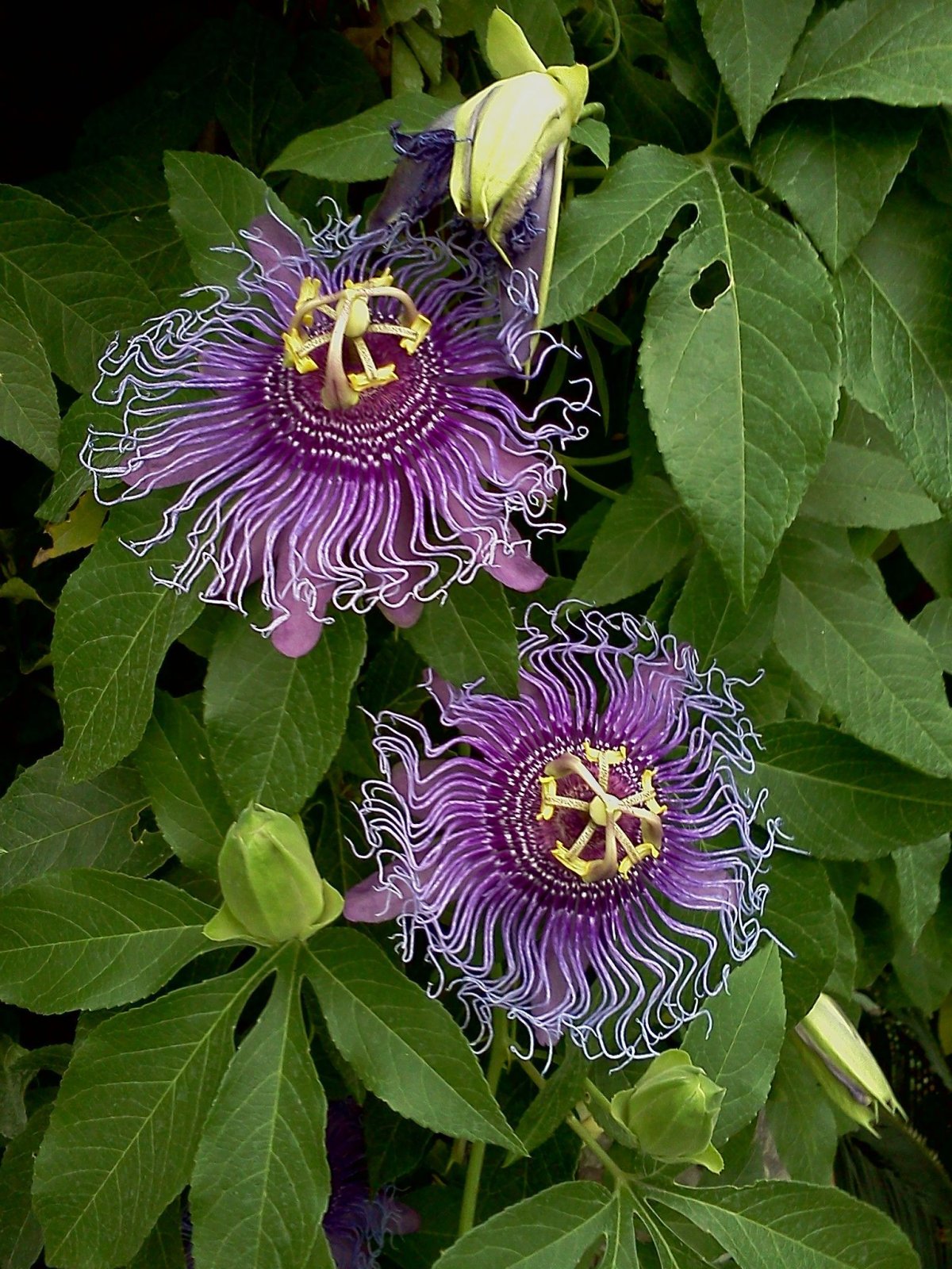 Пассифлора цветок