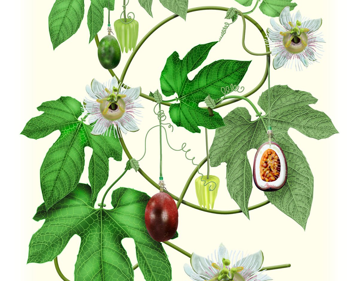 Пассифлора строение