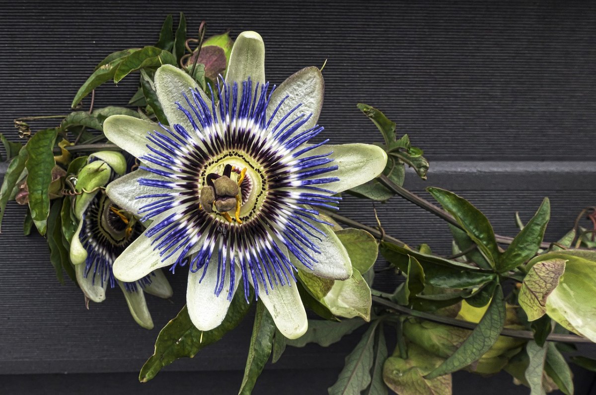 Пассифлора трехполосная цветок