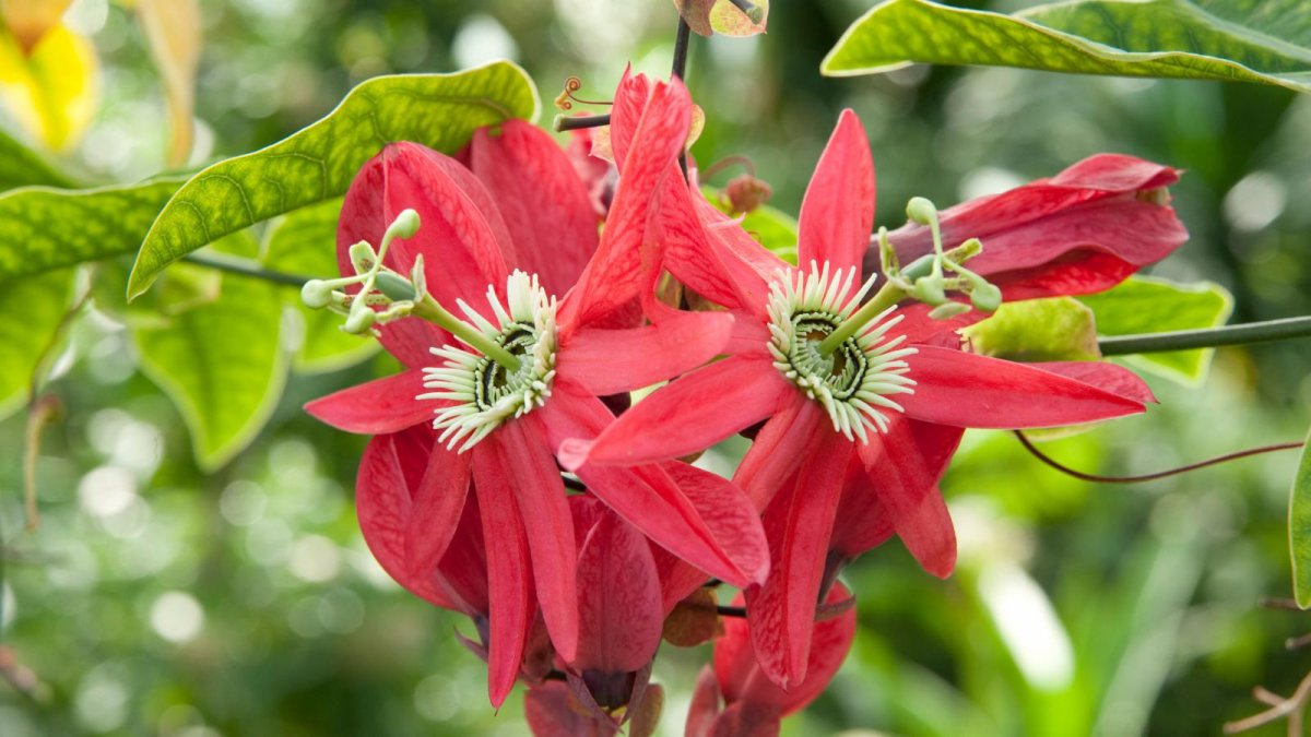 Пассифлора красная