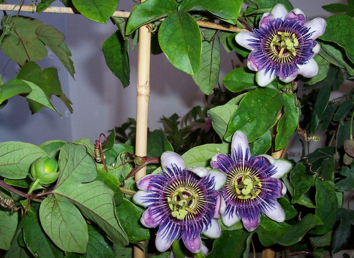 Маракуйя пассифлора