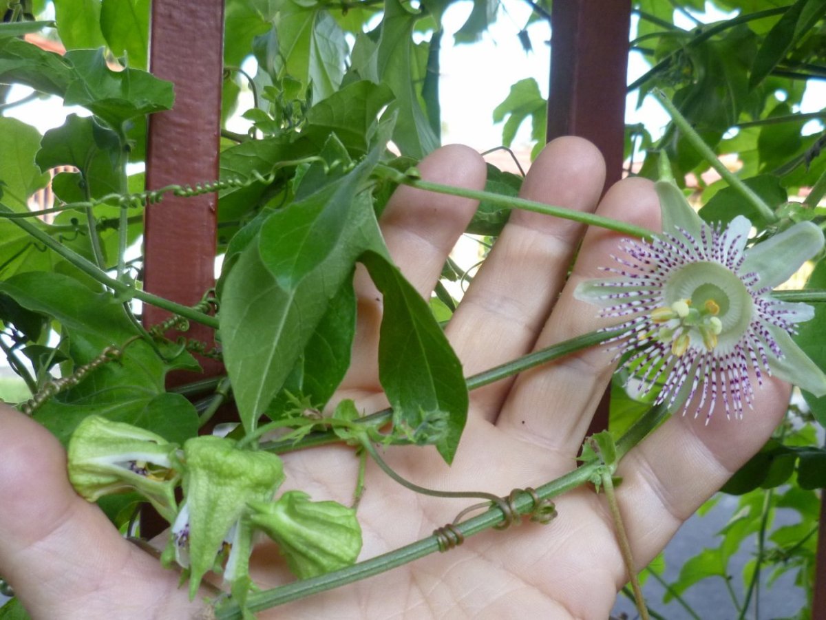 Экстрафлоральные нектарники пассифлора