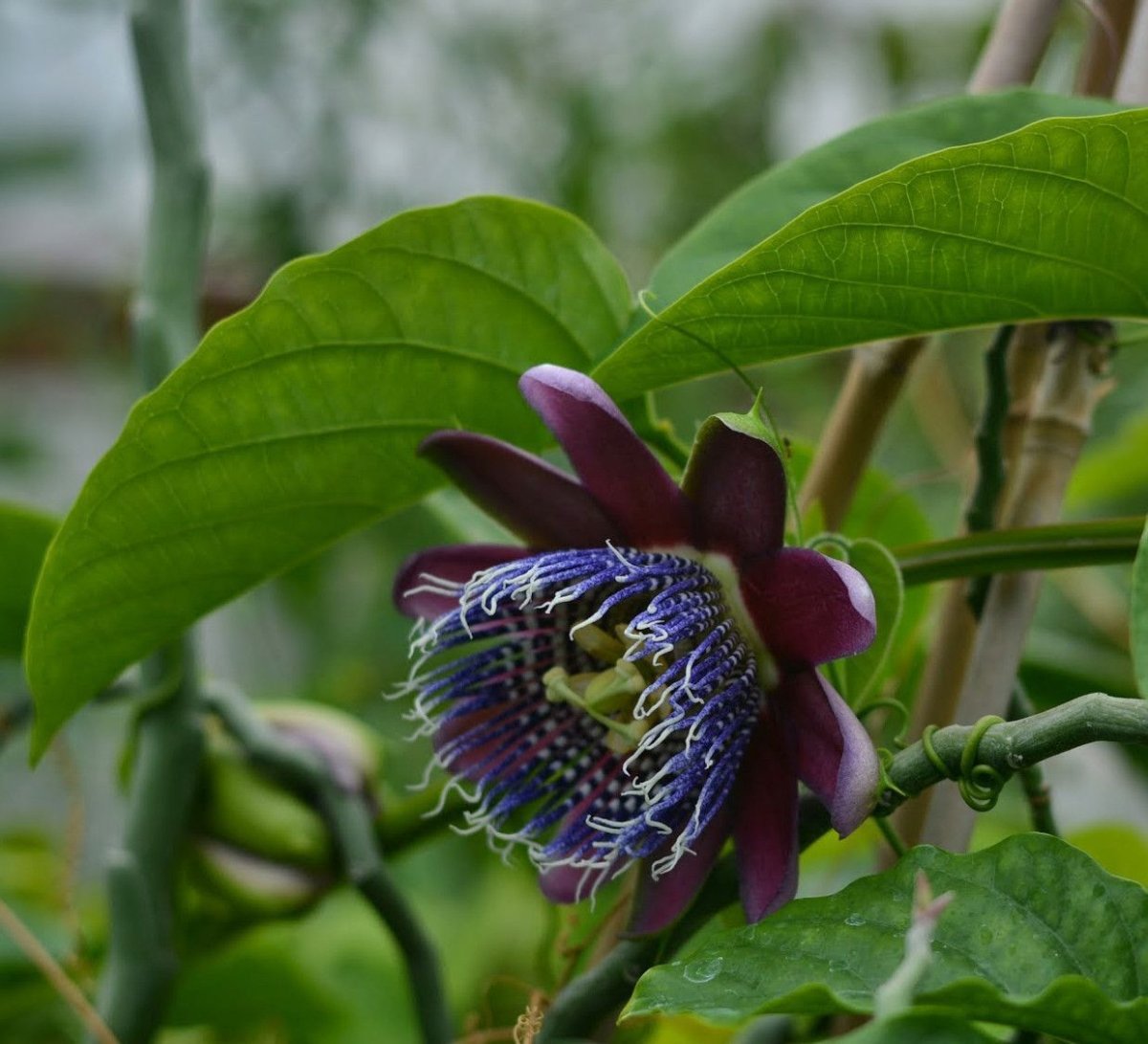 Пассифлора гранадилла