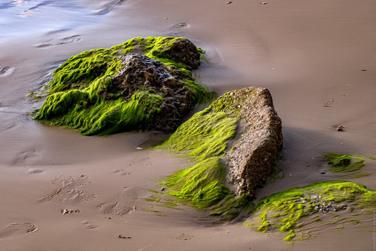 Аэрофитные водоросли