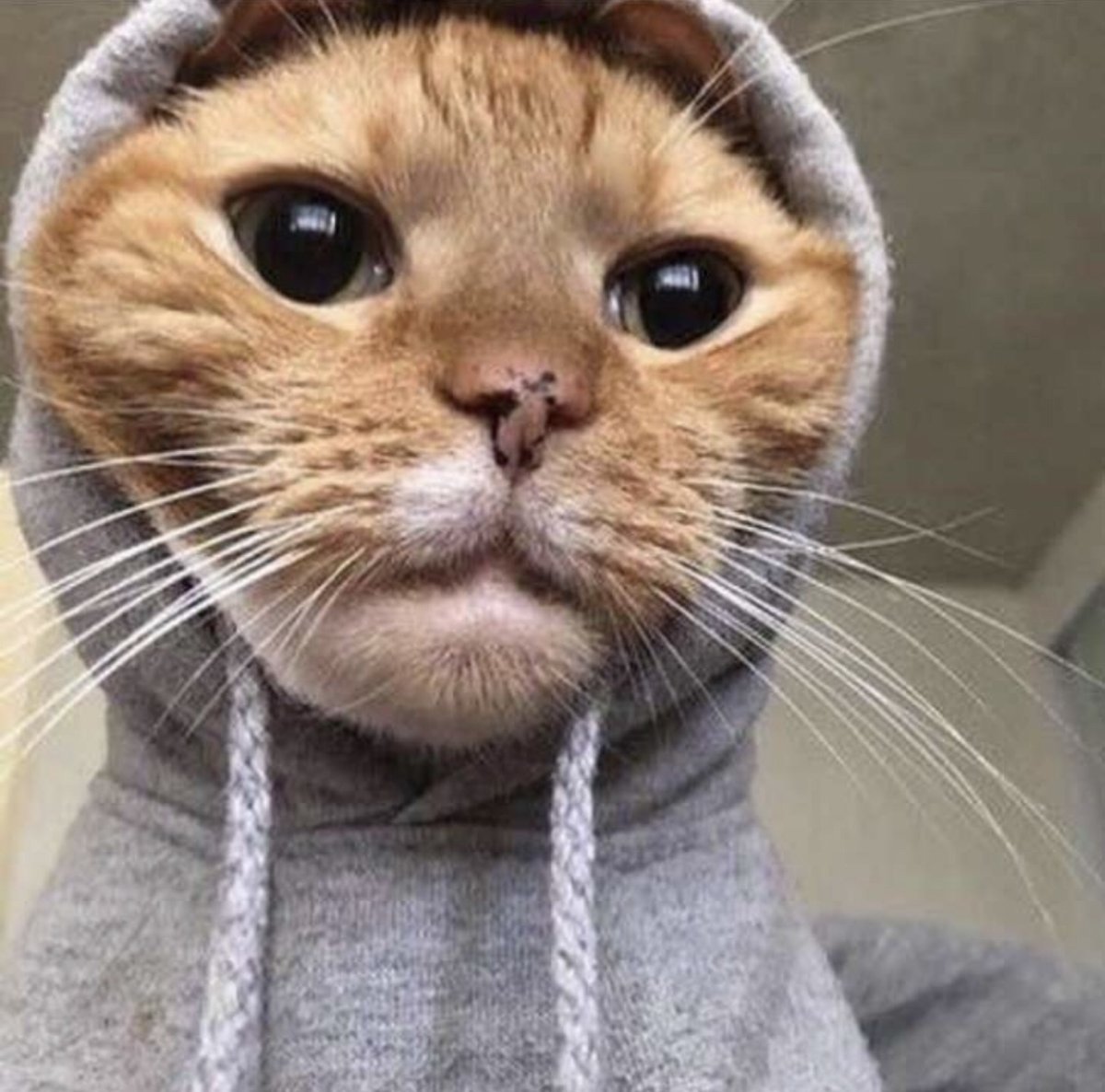 Крутые коты