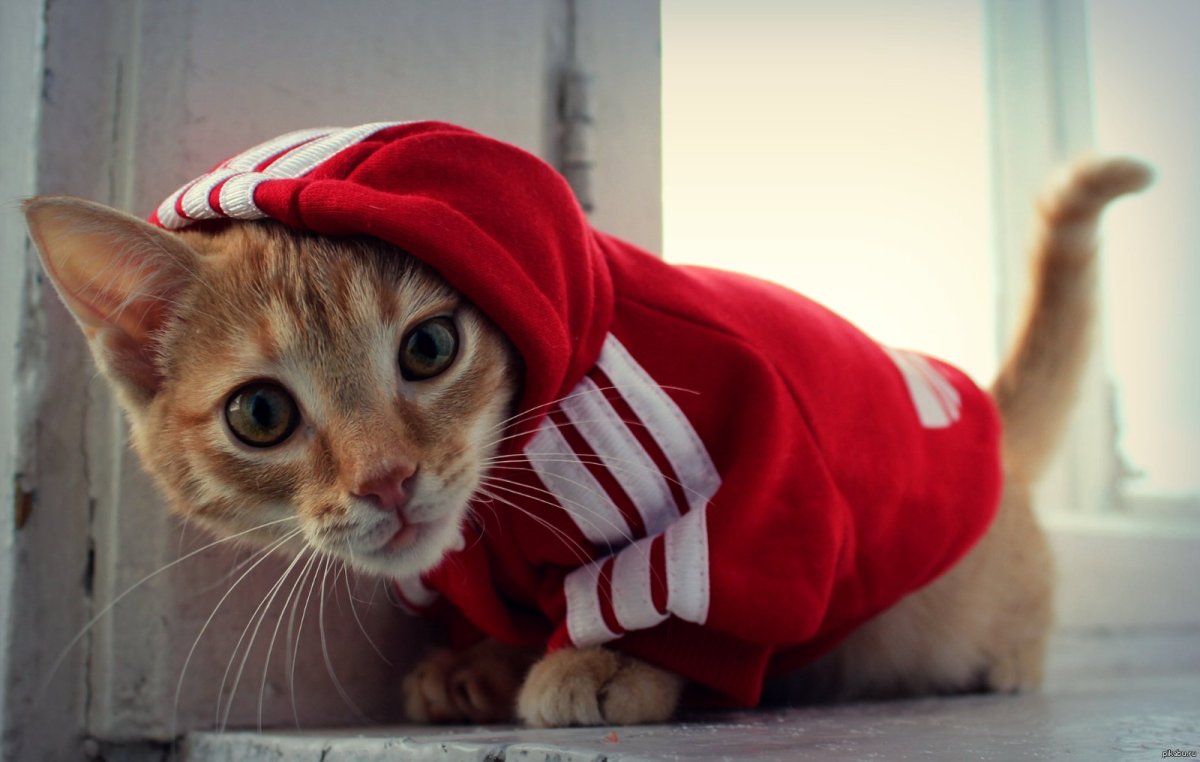 Котик в адидасе