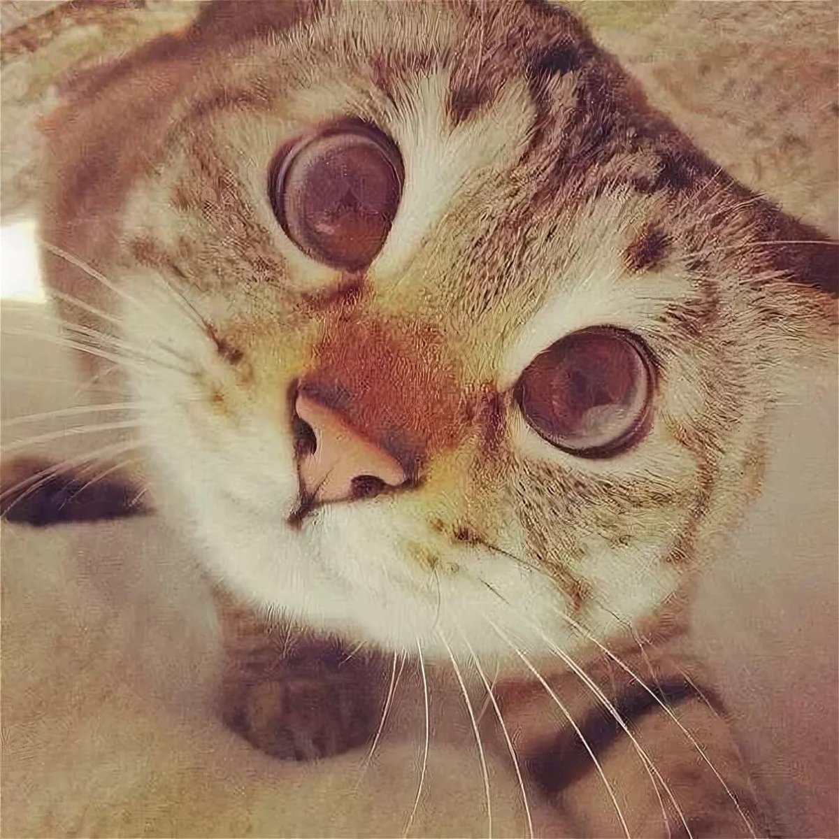 Милые котики селфи