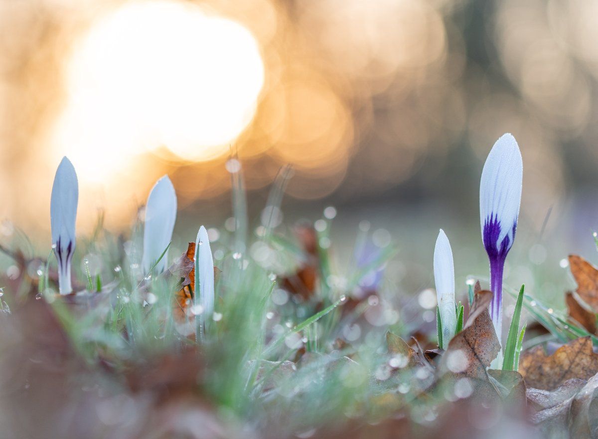 Весна капель ручьи