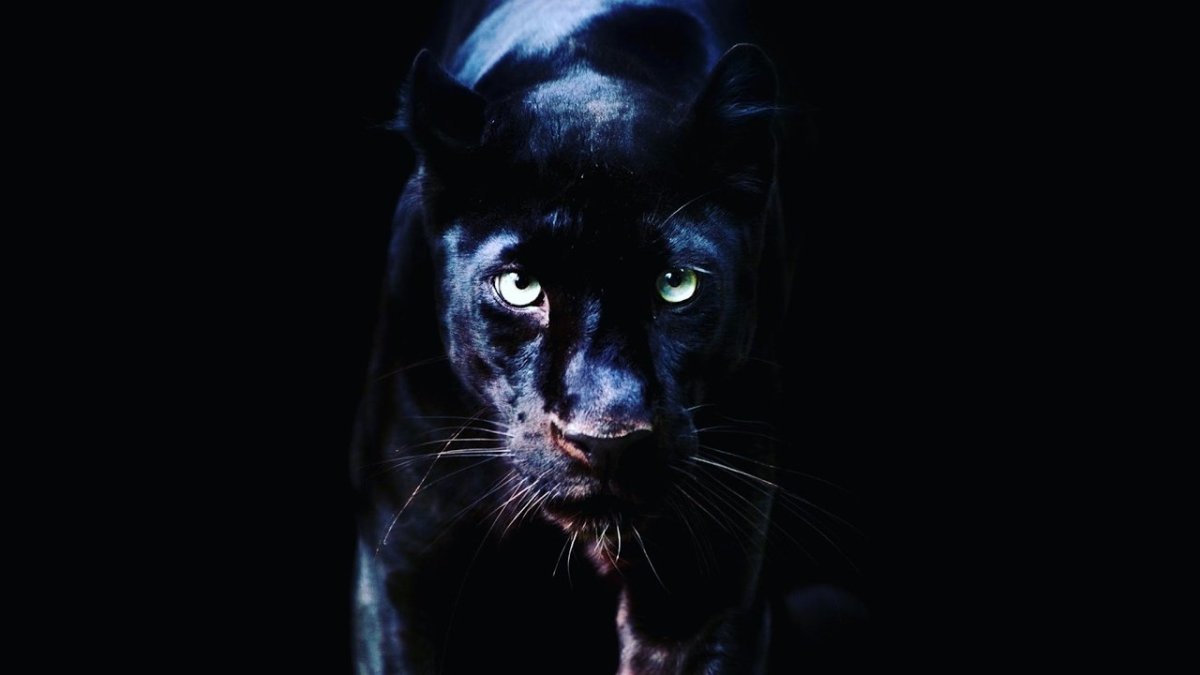 Обои на телефон пантера