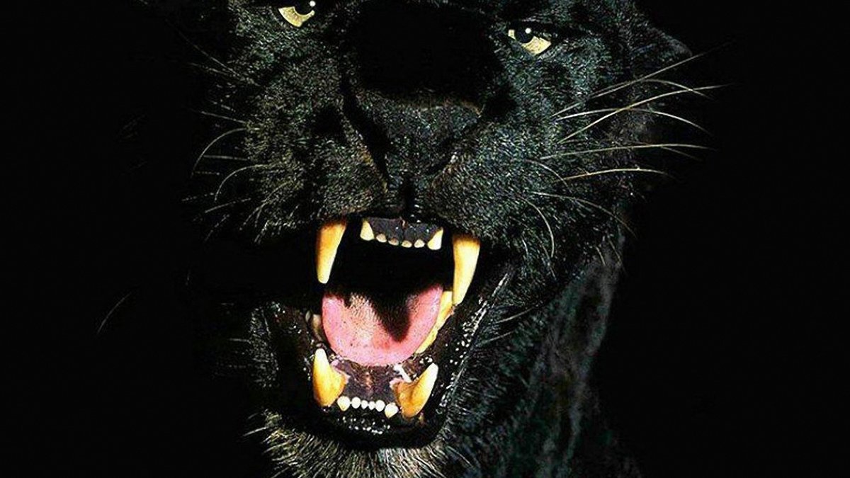 Половину лица пантеры оскал