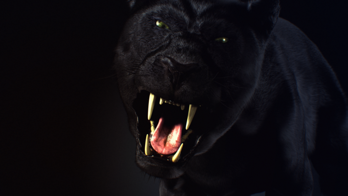 Пантера ивакта