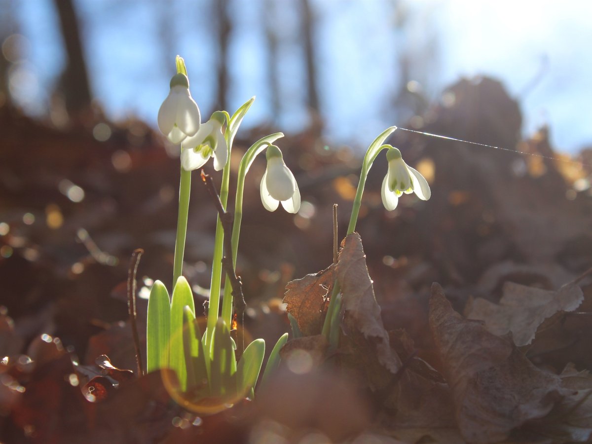 Весенних снов