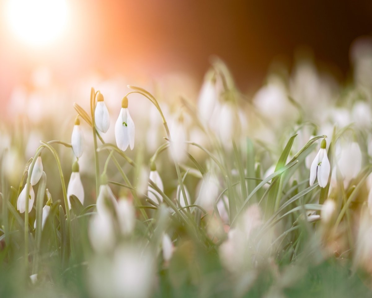 Пролески на рассвете