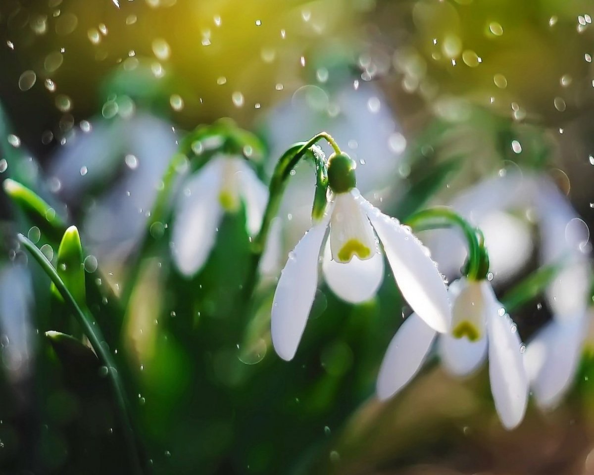 Ранняя Весна