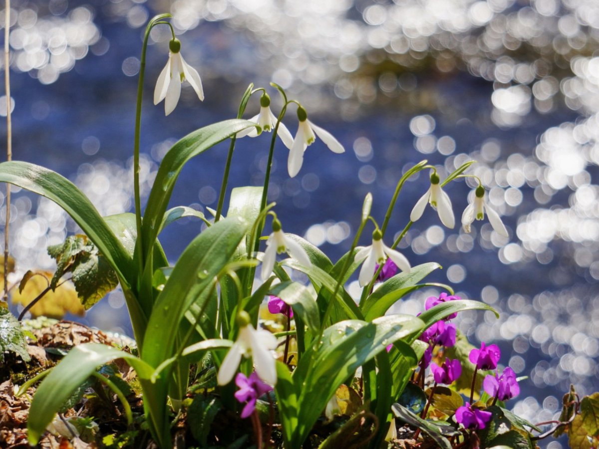 Пейзаж с подснежниками