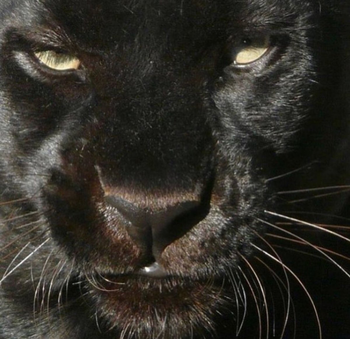 Черный Барс