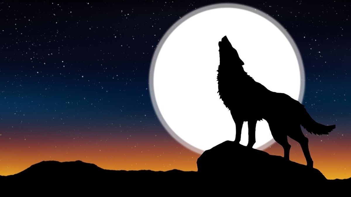 Волк воет на белом фоне