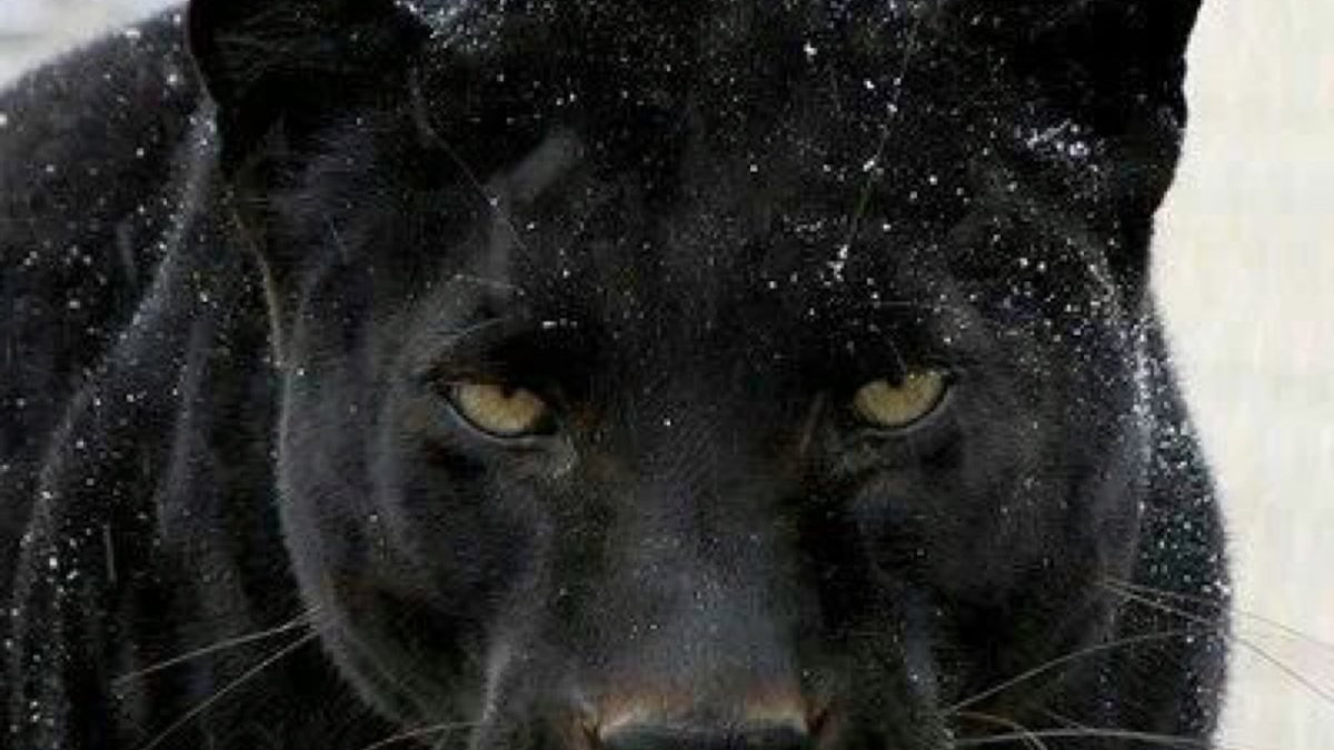 Пантера высокомерная