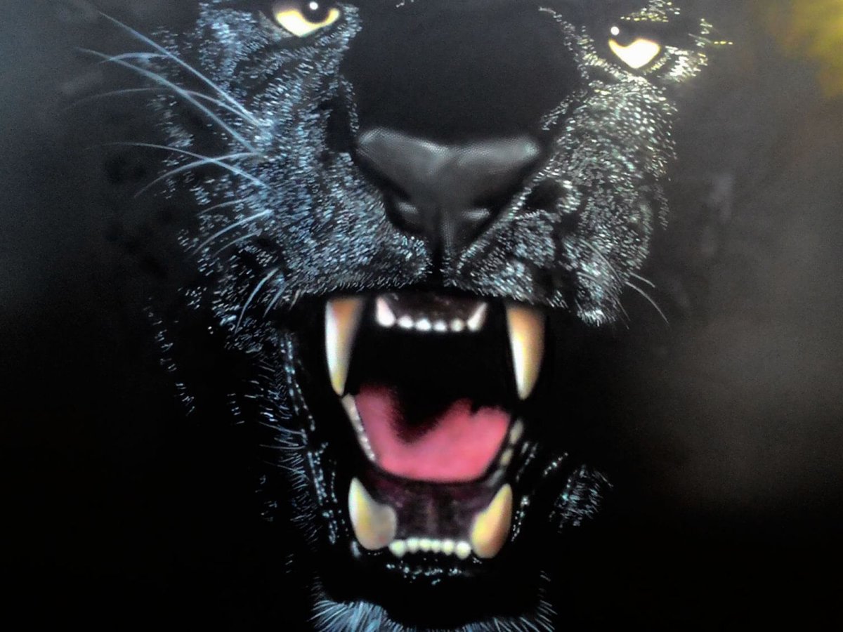 Животные на черном фоне