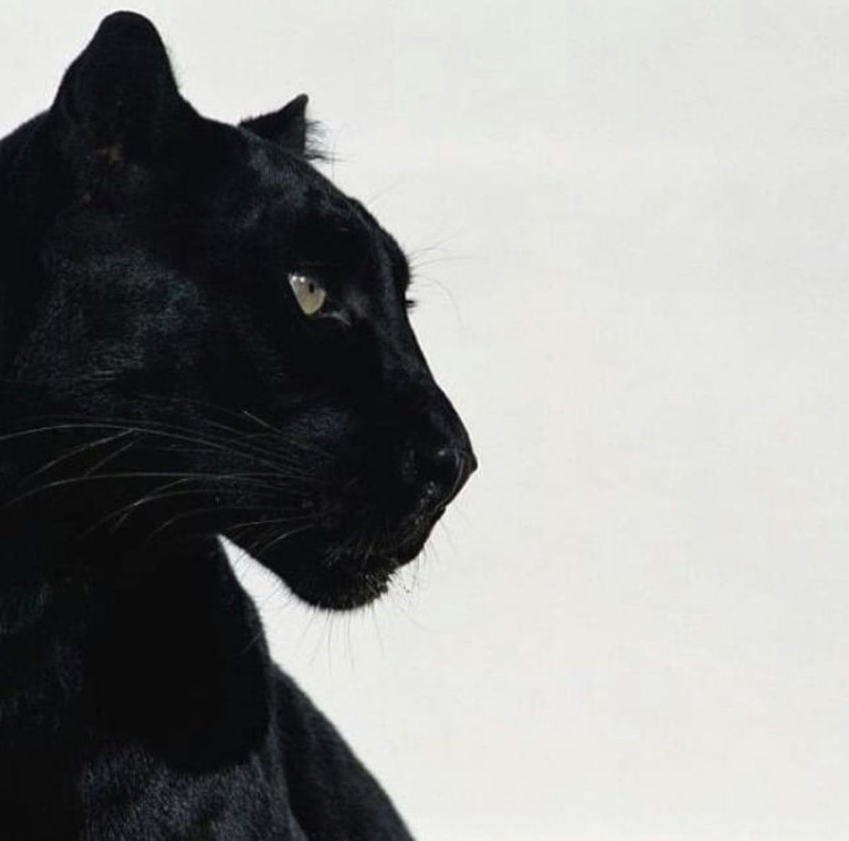 Оскал пантеры